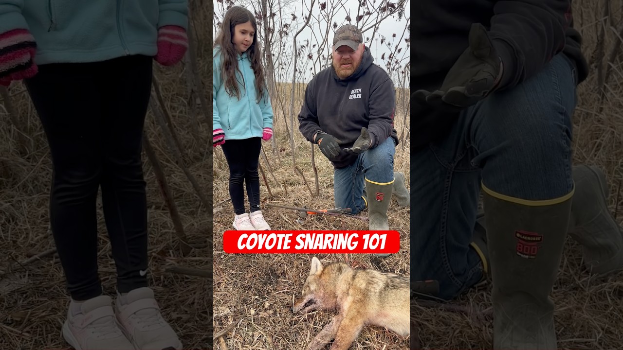 How To Snare Coyotes (Beginner Tips)