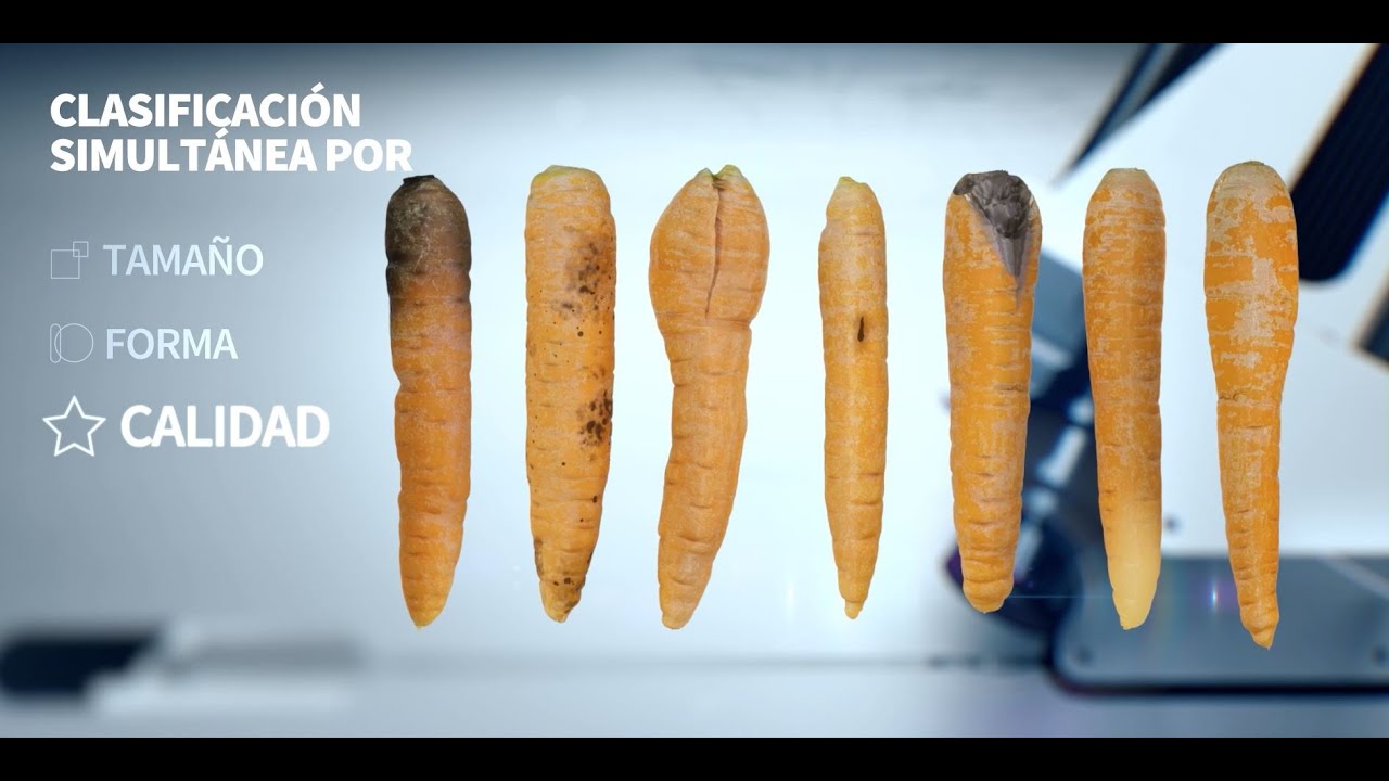 Newtec seleccionadora óptica de zanahorias según calidad, tamaño y forma