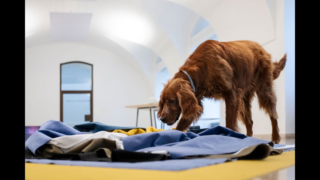 Tiere als künstlerische Akteur*innen // Jahresschwerpunkt: Übergänge / Transitions