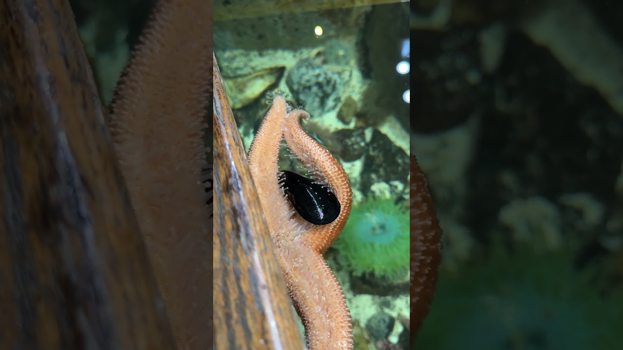 Watch our sea star eat a mussel!  #science #seastar #PacSci
