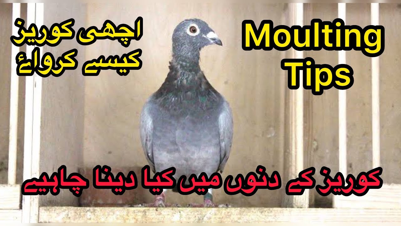 Tips for Racing Pigeons during Moulting Season 2025 