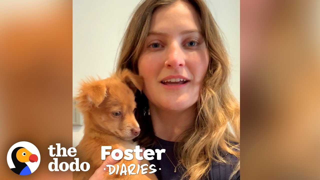 Puppy Has No Idea Her Foster Mom Is Stuck In Quarantine | The Dodo Foster Diaries