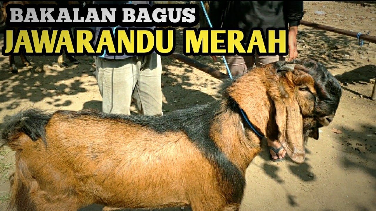 Bersama A Kambing 35 Update Bakalan Jawarandu Merah Di Pasar Kucen Tulungagung