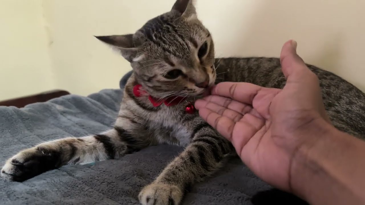 Cat Jandhi