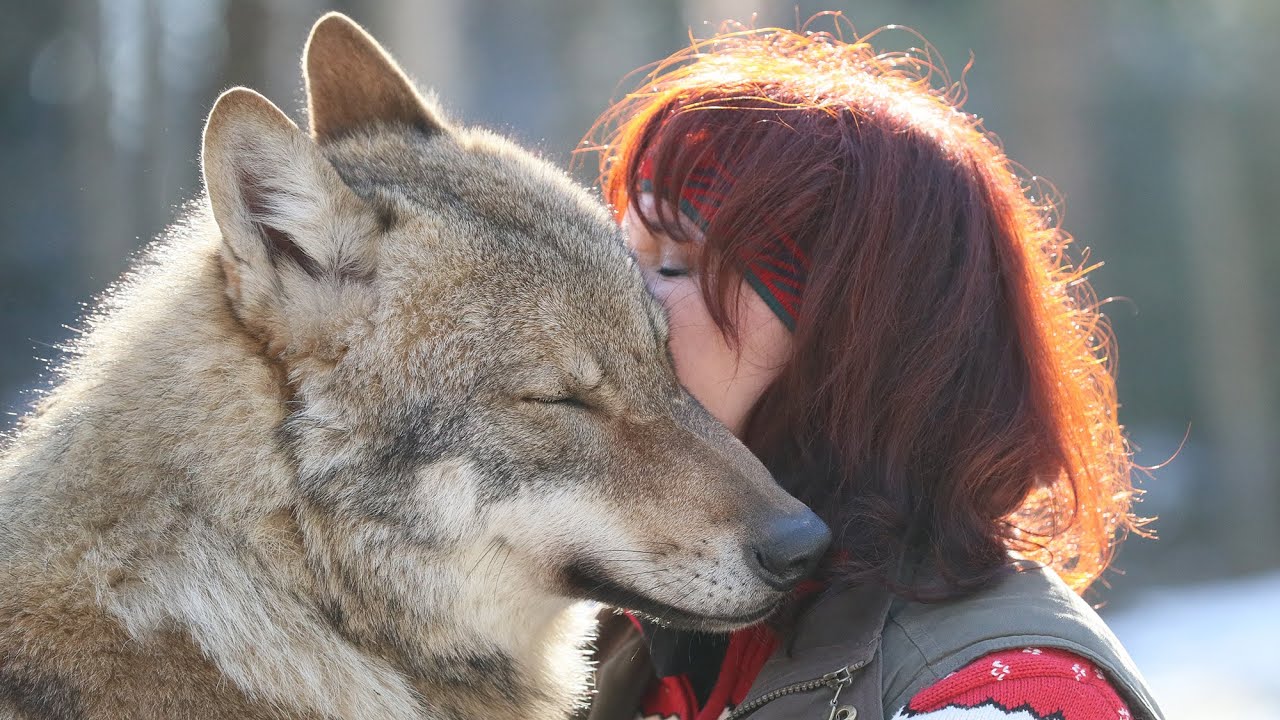 To All The Wolves