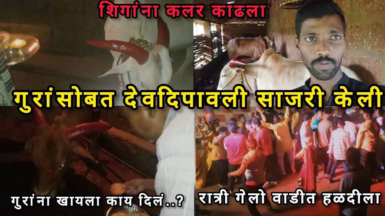 कोकणातील देव दिवाळी सण गुरांसोबत साजरा करायची पद्धत | कोकणी साज |कोकण संस्कृती | village lifestyle |