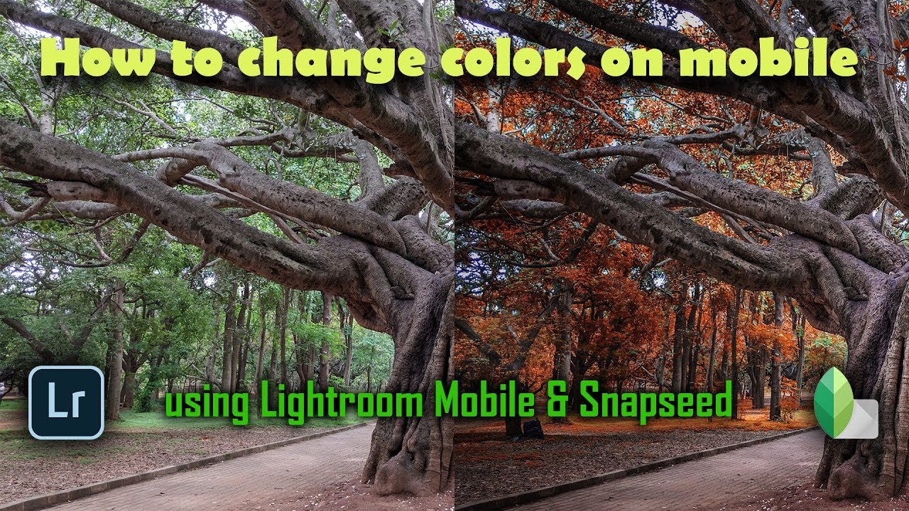 How to Change Colors on Mobile | Snapseed | Lightroom Mobile | Android | iPhone