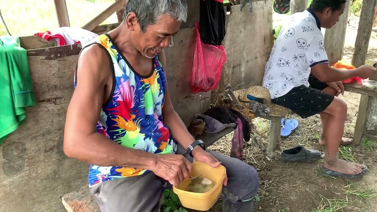 Harvesting my rice”