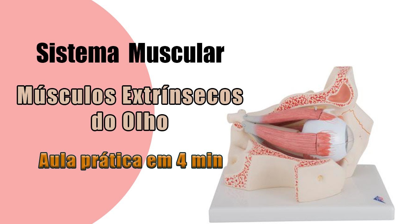 Sistema muscular: Músculos extrínsecos do olho - Anatomia - Anatomia Humana