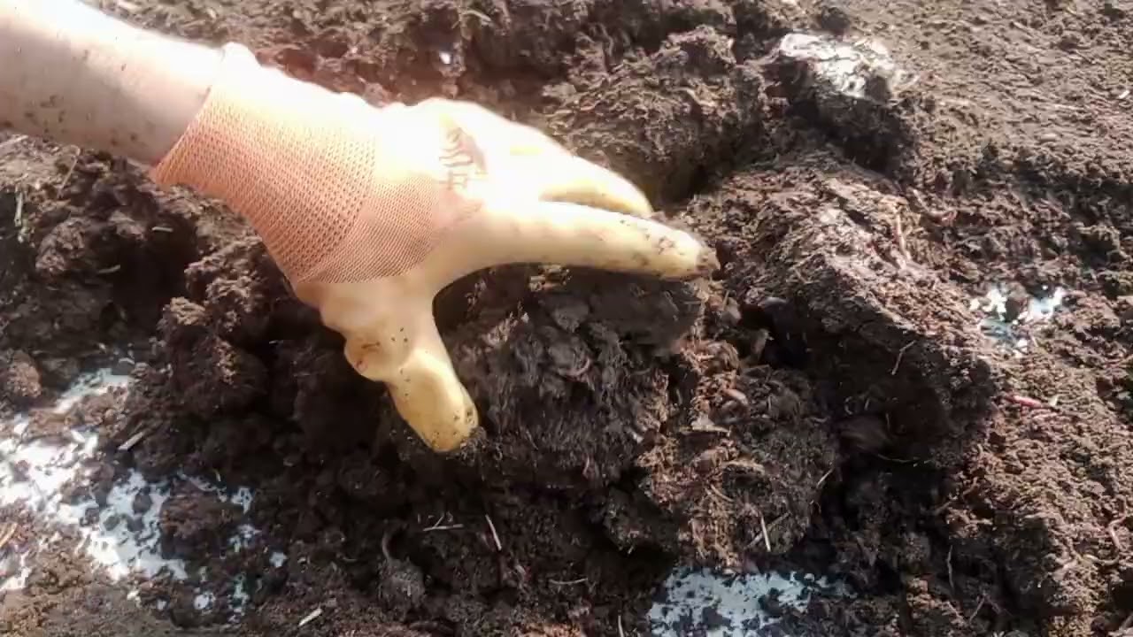 Vermicompost Bed #farming #organiccity #wormcastings 