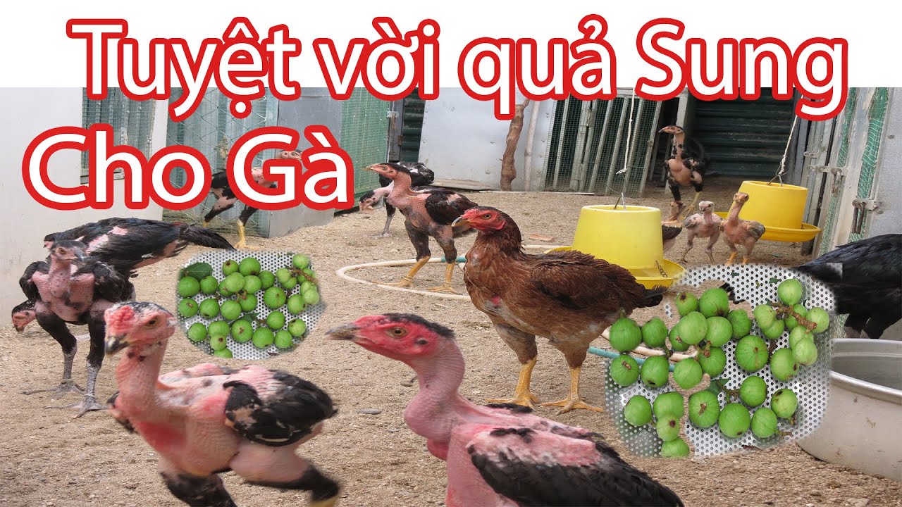 Lá Sung, quả Sung những tác dụng chữa bệnh cho gà khiến bạn bất ngờ | Nguyễn Viết Hòa