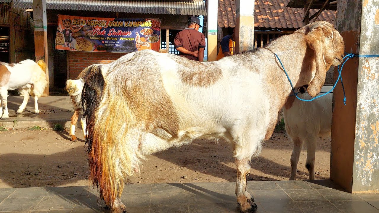 INDUKAN JUMBO SUPER ISTIMEWA BIKIN NGILER HARGA MURAH PASAR KAMBING JETIS PONOROGO