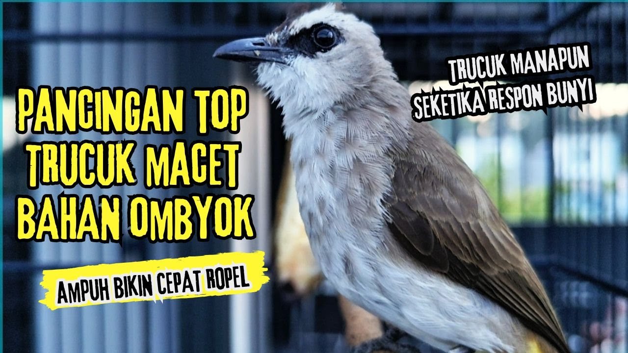 Trucukan Gacor ROPEL PANJANG Saat Subuh COCOK untuk Pancingan Trucuk BAHAN dan MASTERAN TRUCUK Paud