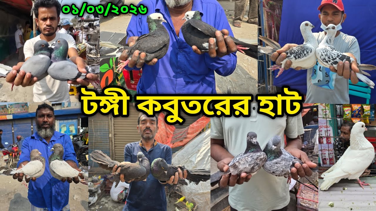 ০১/০৩/২০২৬ টঙ্গী কবুতরের হাট | Tongi kobutor hat 2026 | Biggest Pigeon Market in Bangladesh 2026