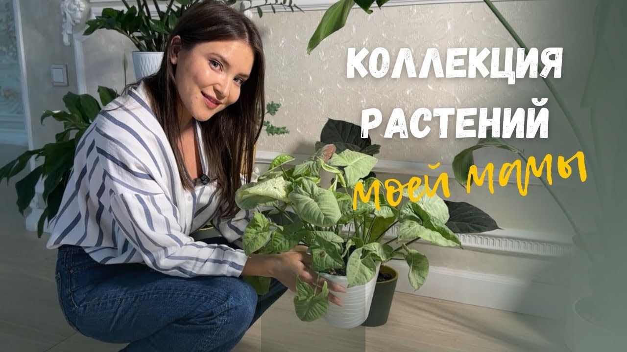 Коллекция РАСТЕНИЙ моей мамы| ЗЕЛЁНЫЙ РАЙ 🪴