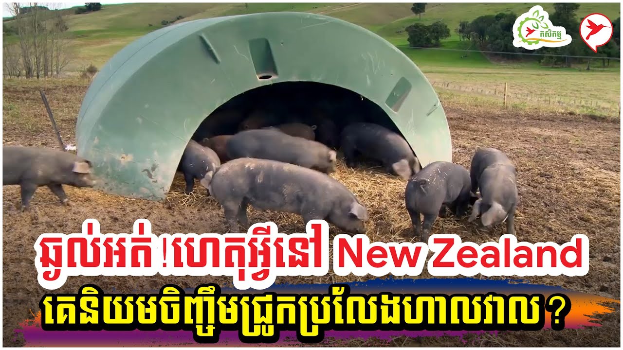 ឆ្ងល់អត់!ហេតុអ្វីនៅ New Zealand គេនិយមចិញ្ចឹមជ្រូកប្រលែងហាលវាល? | កម្មវិធីកសិកម្ម