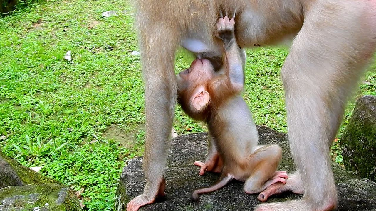 Newborn Lexi was exhausted and closed the eyes also hungry milk from mom monkey Louy