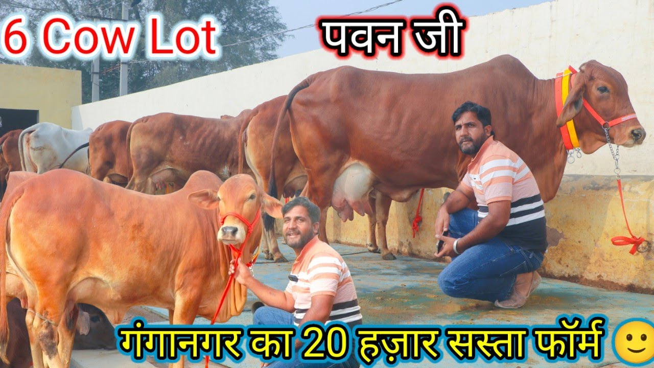 ⭐6Cow new lot कीमत से नहीं किस्मत से मिलेगी👍 स्टाम्प पेपर वाली गारंटी👌6Top quality sahiwal champion 