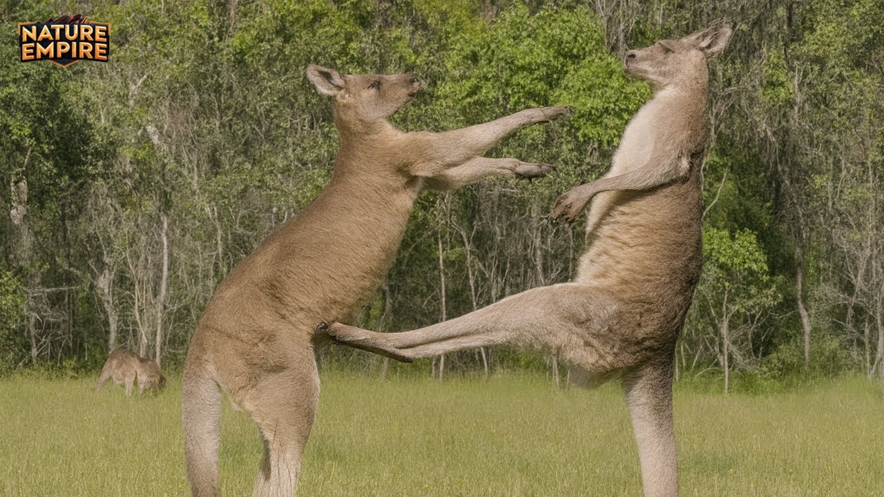 AUSTRALIJA | Najopasnije Mjesto na Planeti, Gdje Te Sve Može Ubit (Dokumentarni Film o Životinjama)