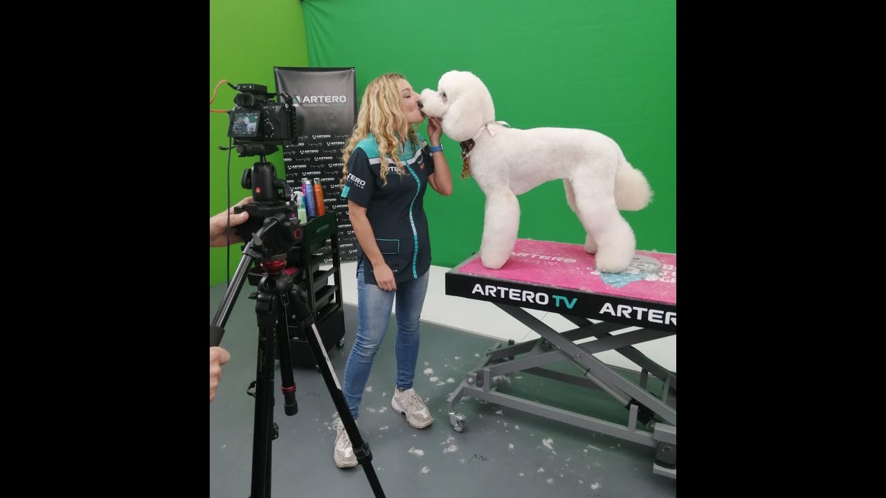 Caniche gigante corte comercial by Maite Garcia
