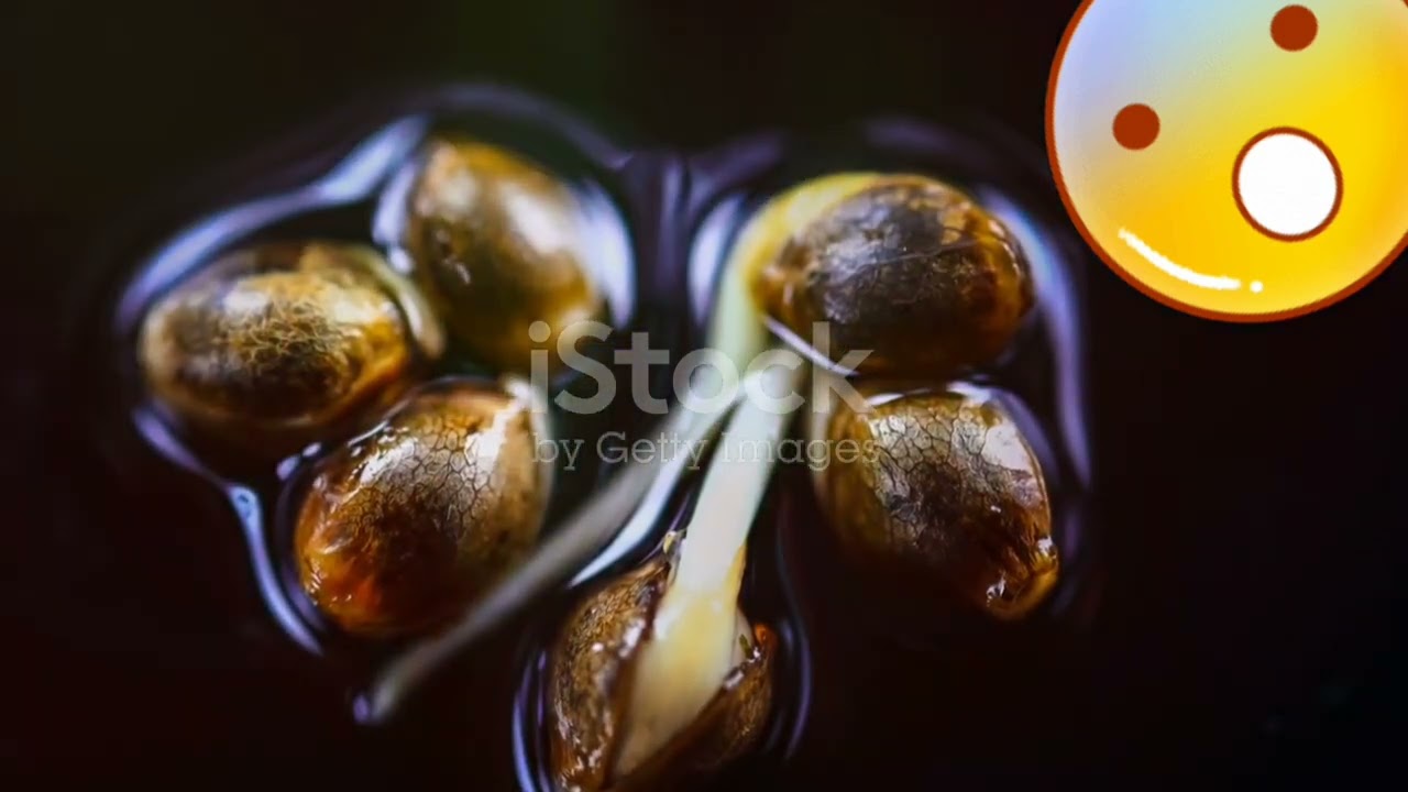 Top UK Medical Cannabis Breeders My Picks!