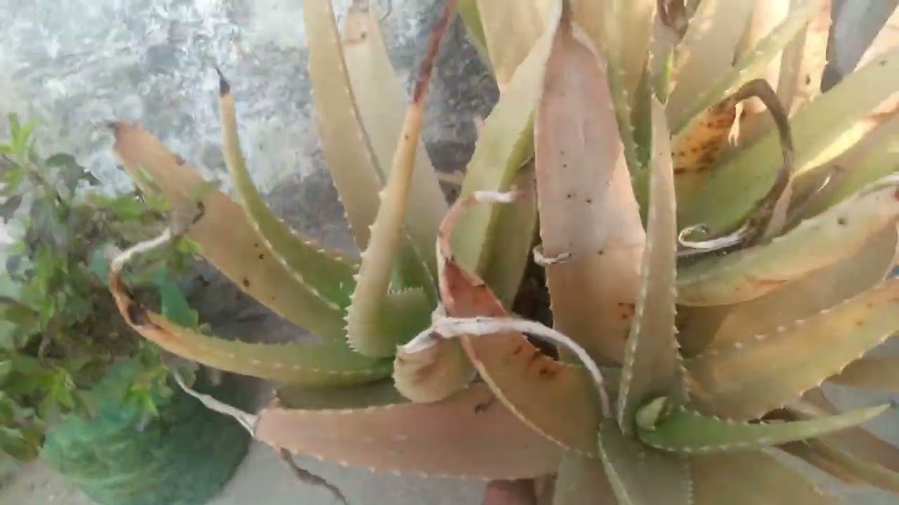 How to care money plant and other plants