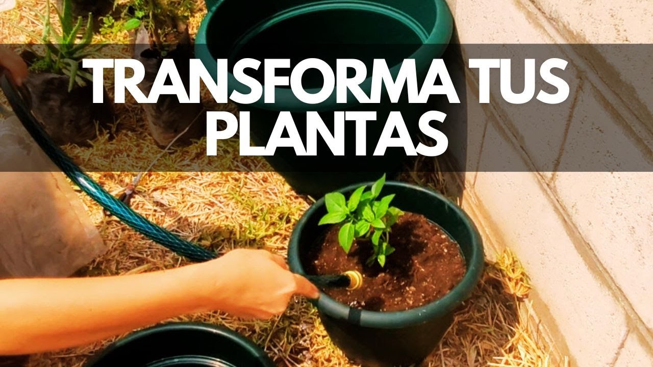 TRANSFORMA TUS PLANTAS EN MINUTOS 🌱 TUTORIAL DE TRASPLANTE