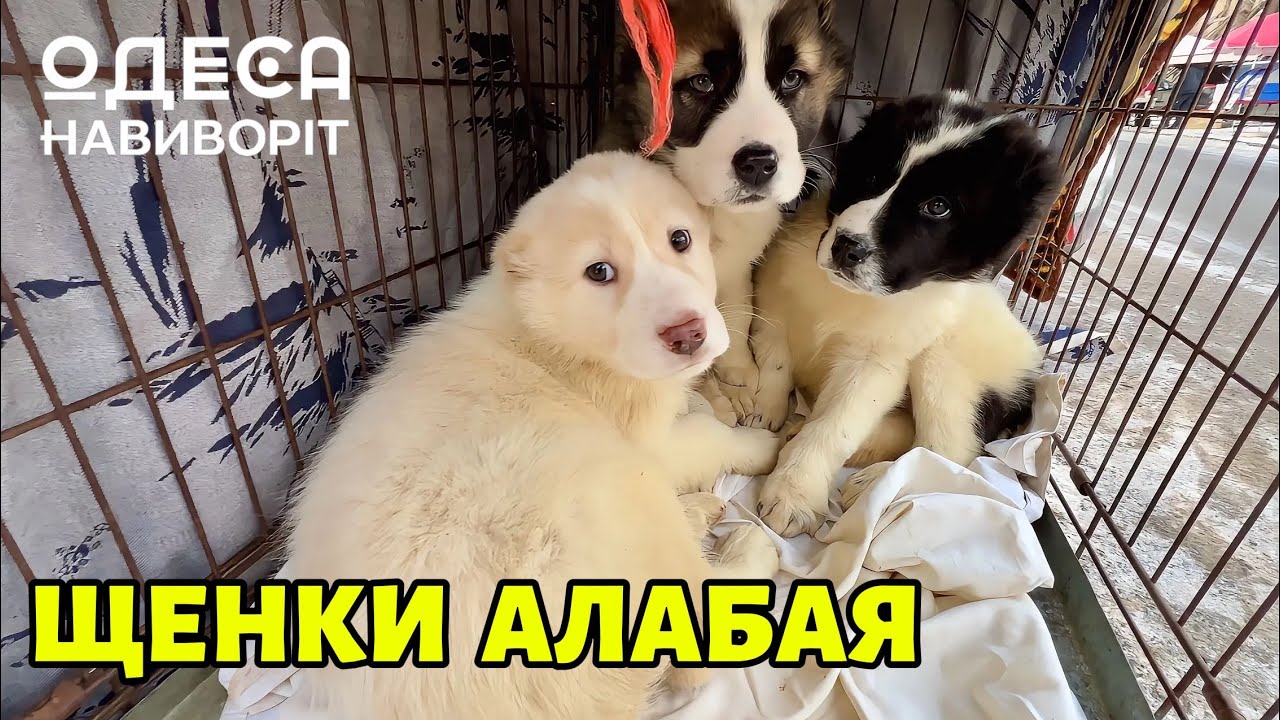 СОБАЧИЙ БАЗАР ОДЕССА! Продажа ЩЕНКОВ! ЦЕНЫ Собак и Котят! РАЗНЫЕ ПОРОДЫ ПИТОМЦЕВ #одесанавиворіт 