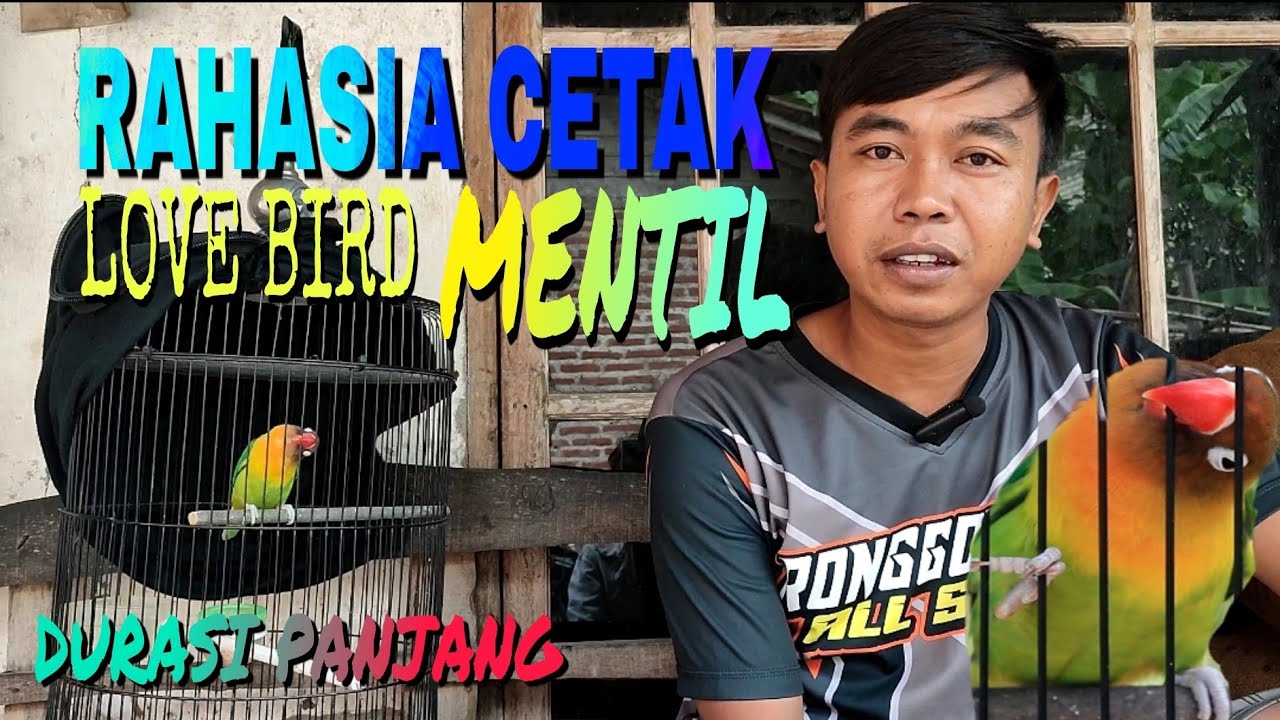 BONGKAR RAHASIA🔴 CETAK LOVE BIRD FIGHTER MENTIL DURASI PANJANG