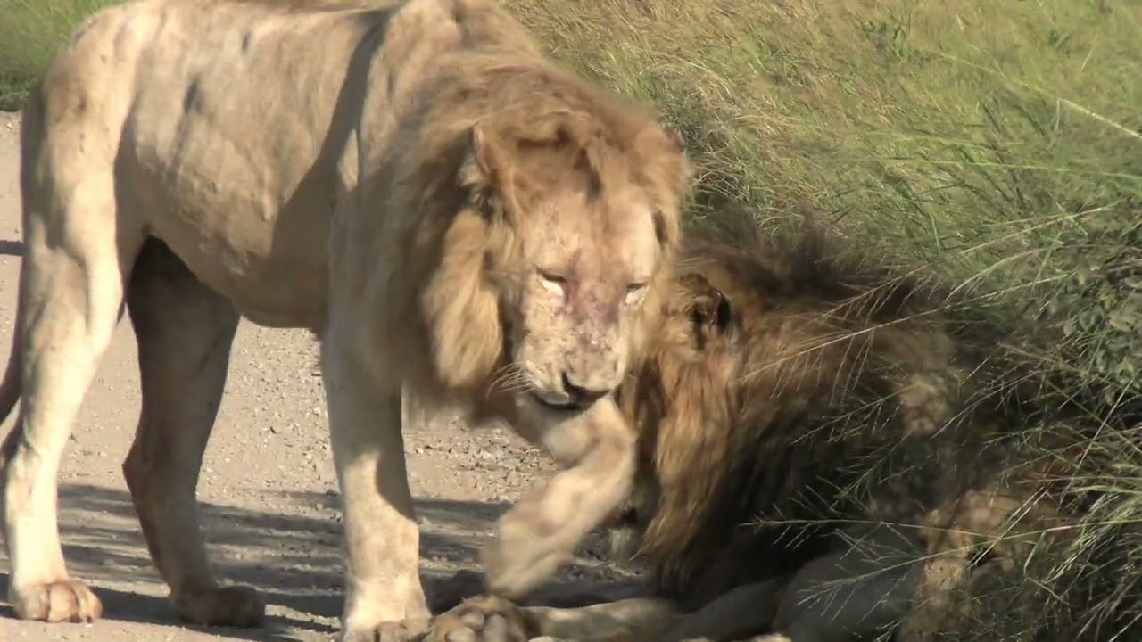 Casper the white lion.                           Best footage of this coalition