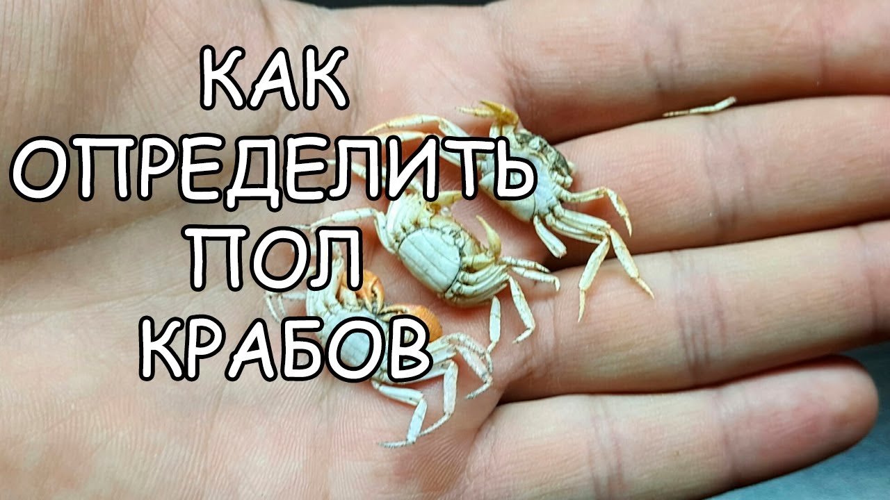 КАК ОПРЕДЕЛИТЬ ПОЛ КРАБОВ