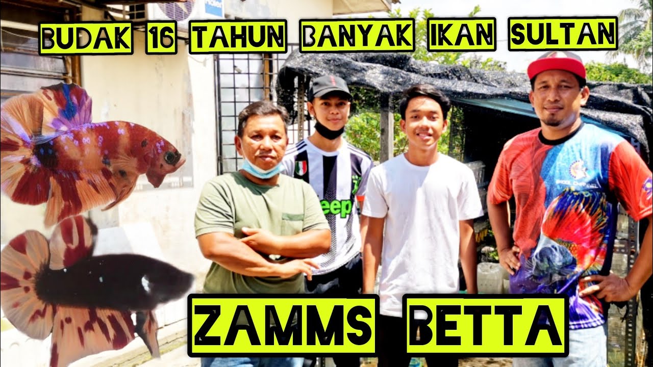 Zamms Betta//Ikan Padu/Avatar Nemo, Avatar Candy,Avatar Klasik, Blue Rim, Dumbo Gold, DLL.