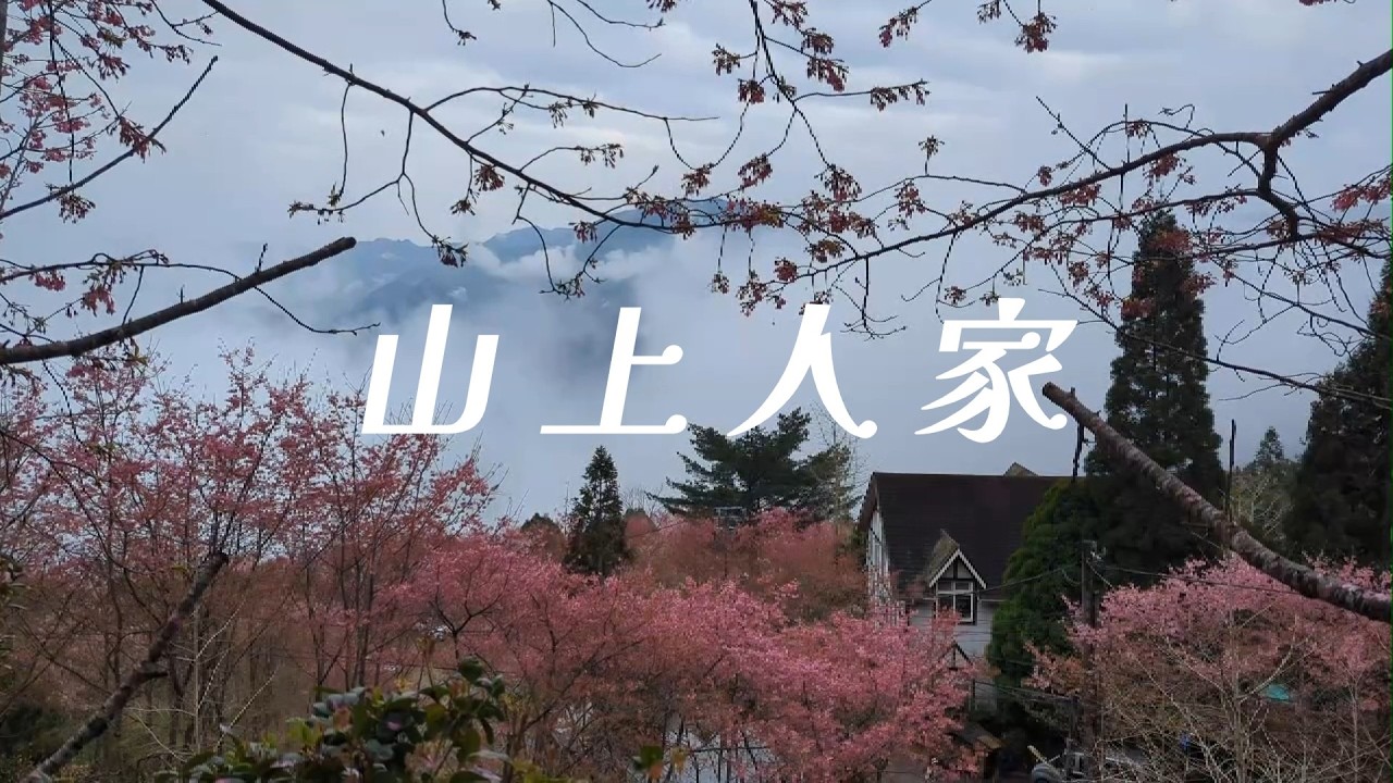 2026/03/05新竹山上人家櫻花季美景(3月系列一)