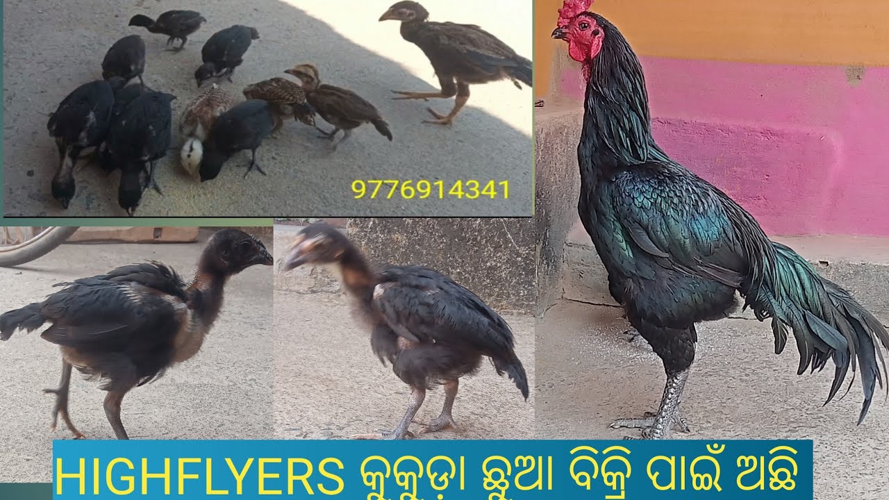 Highflyers chicks 