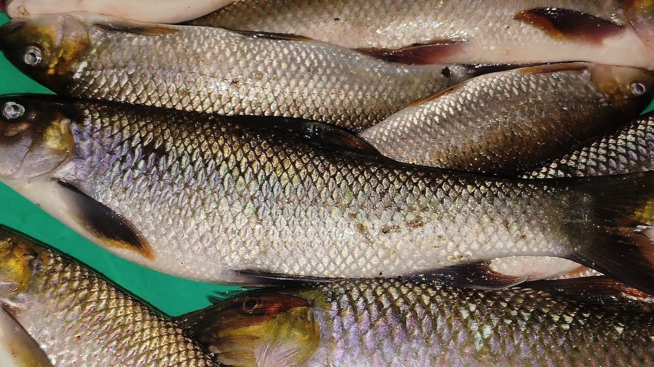 Ki Dohkha Tlang ha Wah Rambrai Ki Dei Ki Khatin Khabamaw #fishingvideo #fishing #fishingbait