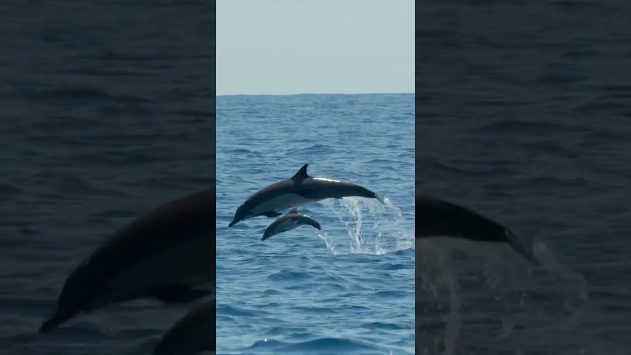 Matka i cielę delfina wyskakują z wody 30 mil od wybrzeży Kostaryki 😍