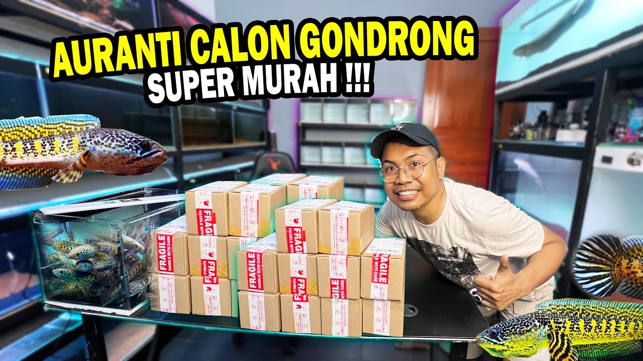 UNBOXING 10 AURANTI CALON GONDRONG MURAH...!!