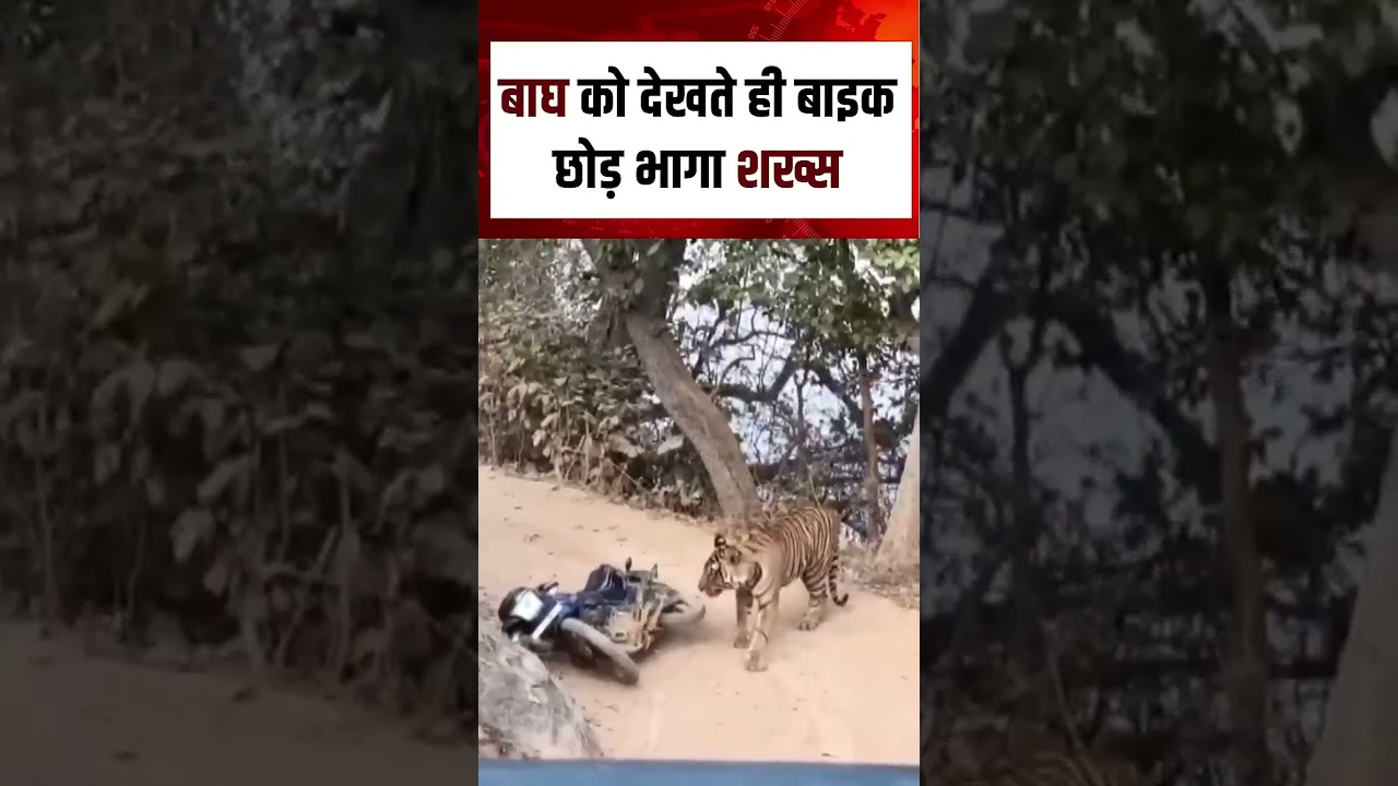 Tiger Viral News : बाघ आया, शख्स भागा! Shorts | N18S | viral video | tiger Video|Top News