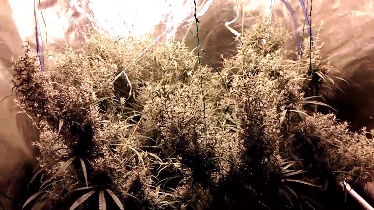 Nevilles Haze part 8