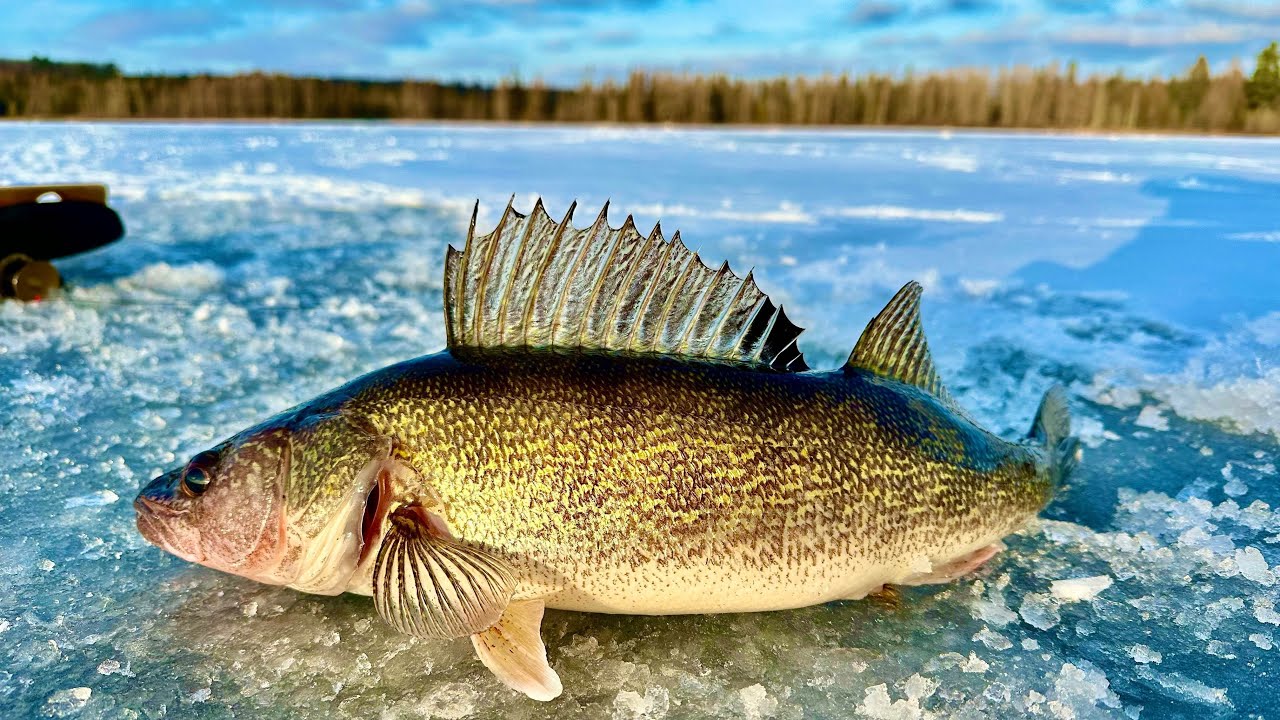 Ice Fishing Wisconsin Walleye with Tip Ups! - The BEST Flag Day EVER!!!