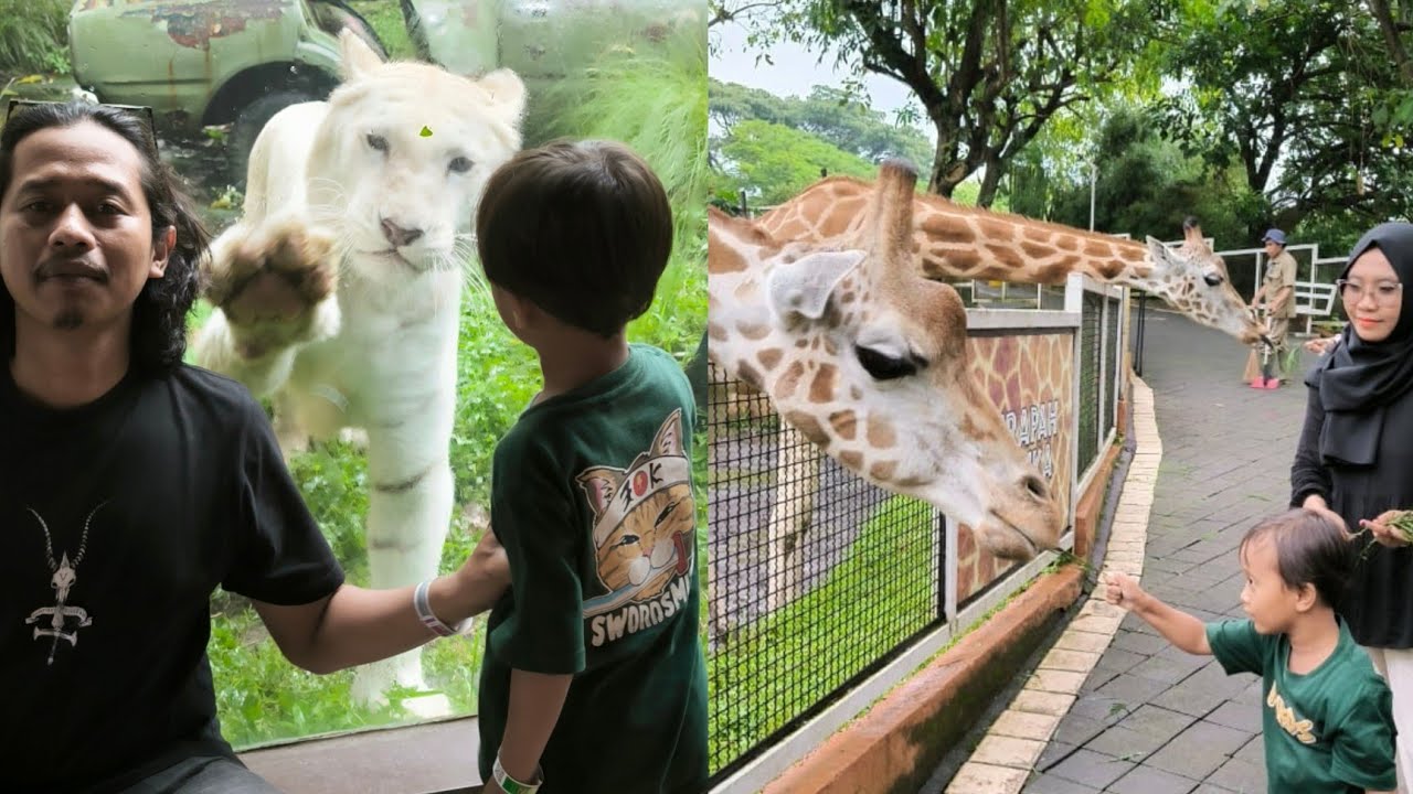 AWAS DI TERKAM HARIMAU 😨 BATU SECRET ZOO