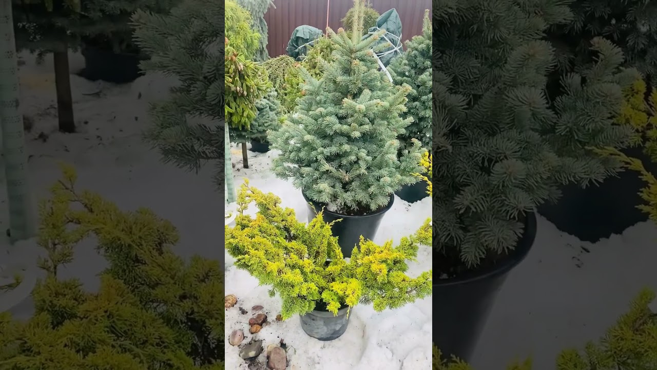 Плюмоза Аурея) продажа в телеграмм,( ссыль в комментариях)