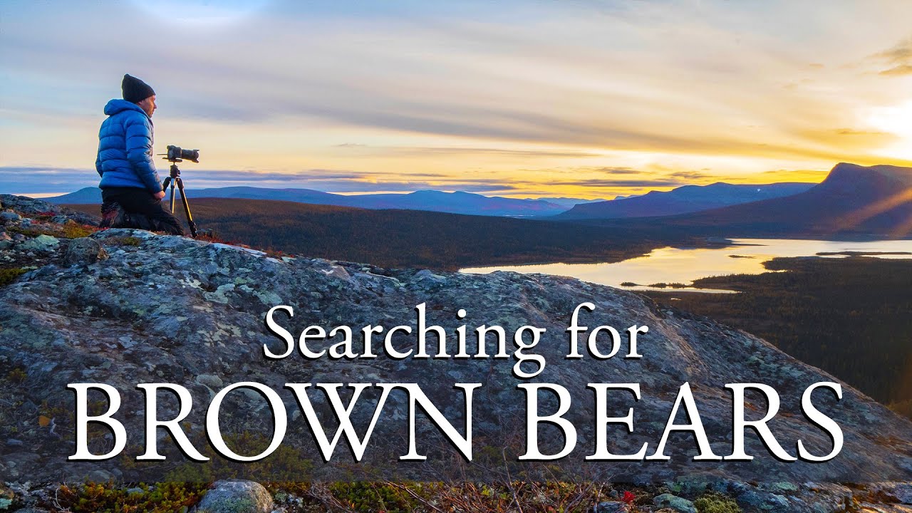 Looking for Brown Bear | Wildlife Photography Expedition Autumn in the Swedish Mountains