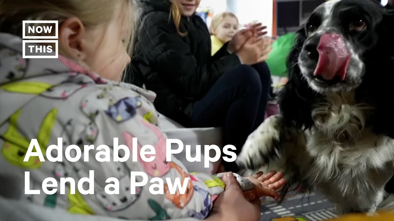 Therapy Dogs Comfort Ukrainian Children Affected by Russia's Invasion