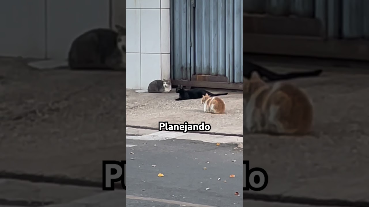 #memes #funnyvideo #cats #viralaudio #pets