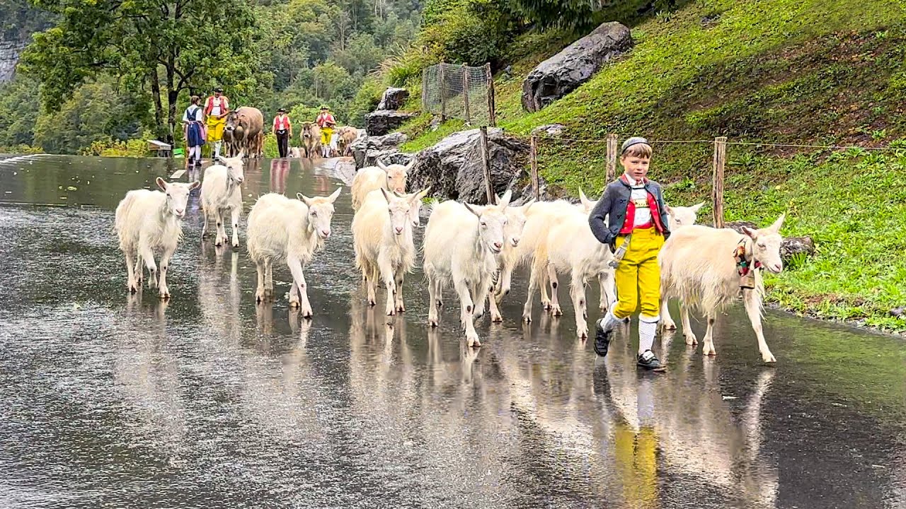 Alpine Cattle Drive Klöntalersee Switzerland🇨🇭 with goats, cows and horses from Klöntal to Netstal🫶