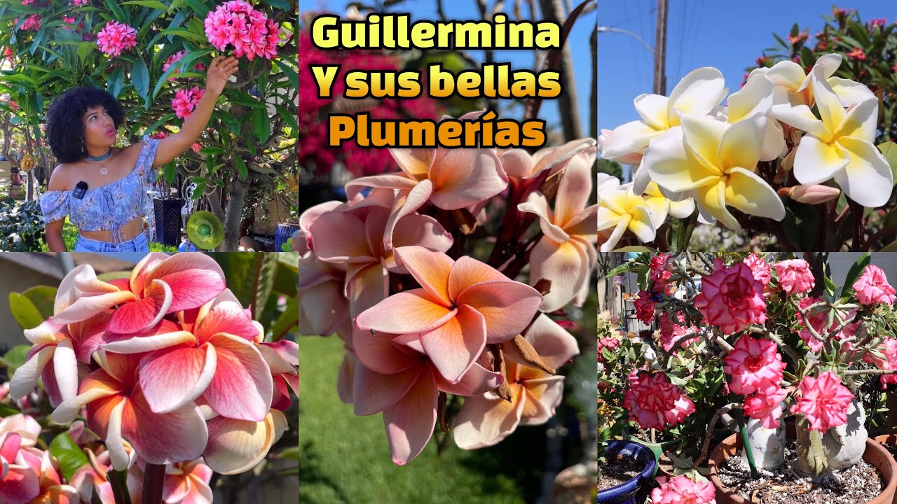 el paraiso de plumeria en el jardin de Guillermina