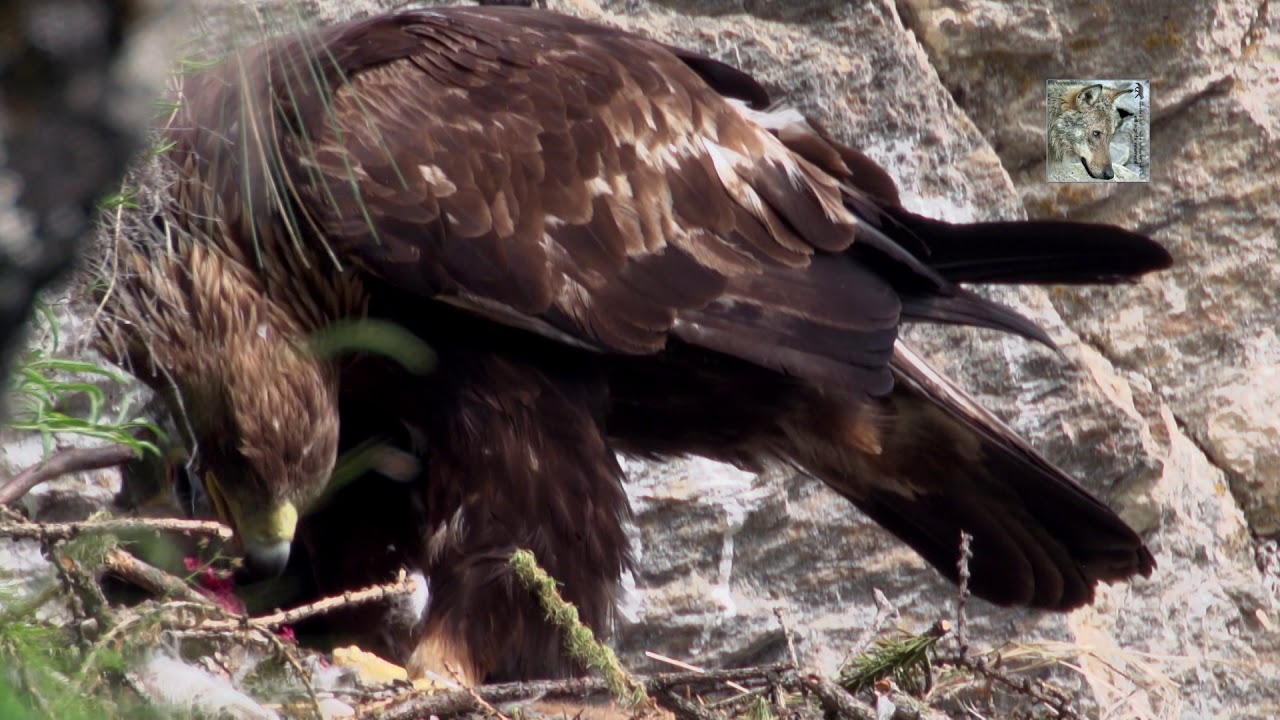 L'AQUILA REALE-parte 1 di 2  The golden eagle - part one of two