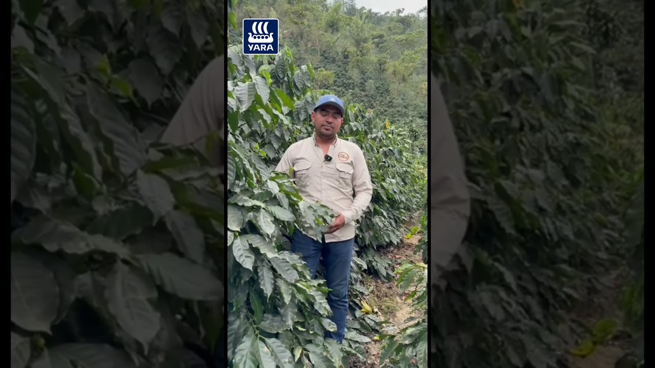 Conoce a Milton Villatoro, productor de café en Guatemala