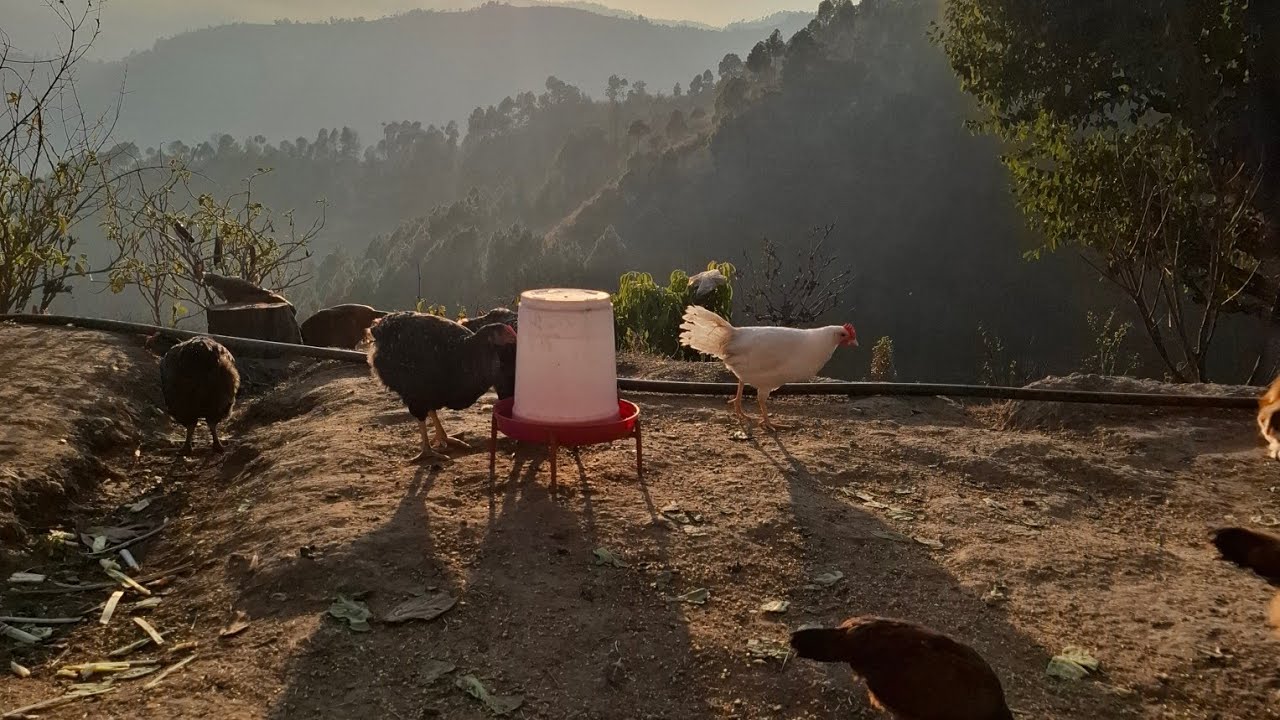 #devbhumi Uttrakhand #Almora#Pahadi lifestyle#daily routine#poultry farm Uttrakhand#Asil murga